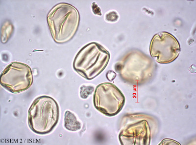 Dolichos angustifolius - lame n° 36432